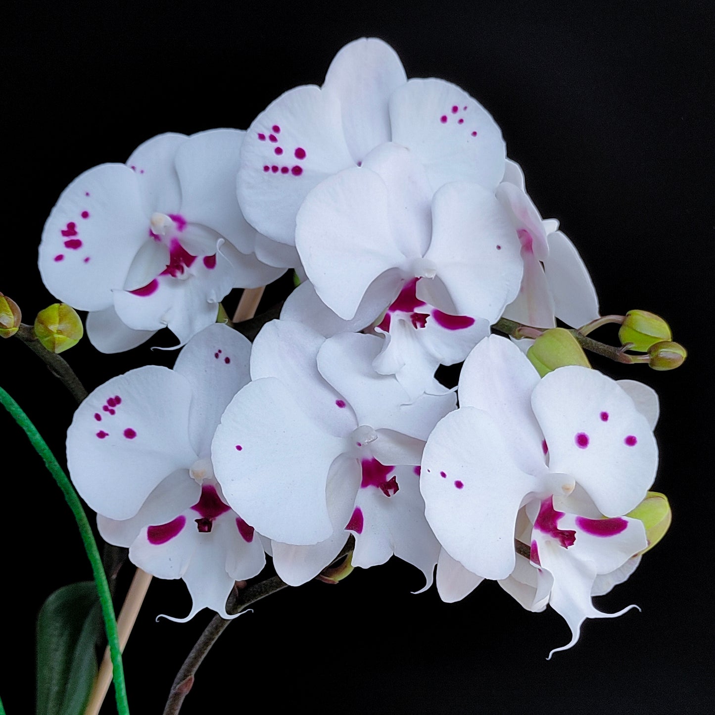 Phalaenopsis Fuller's Al-Plus -FF