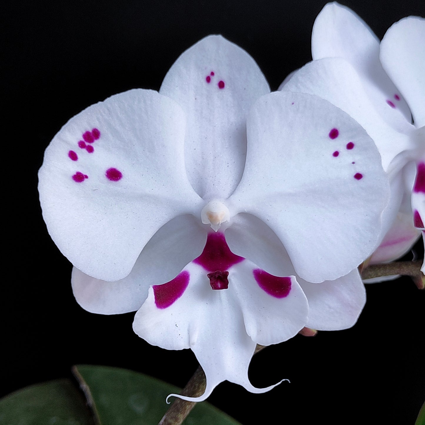Phalaenopsis Fuller's Al-Plus -FF