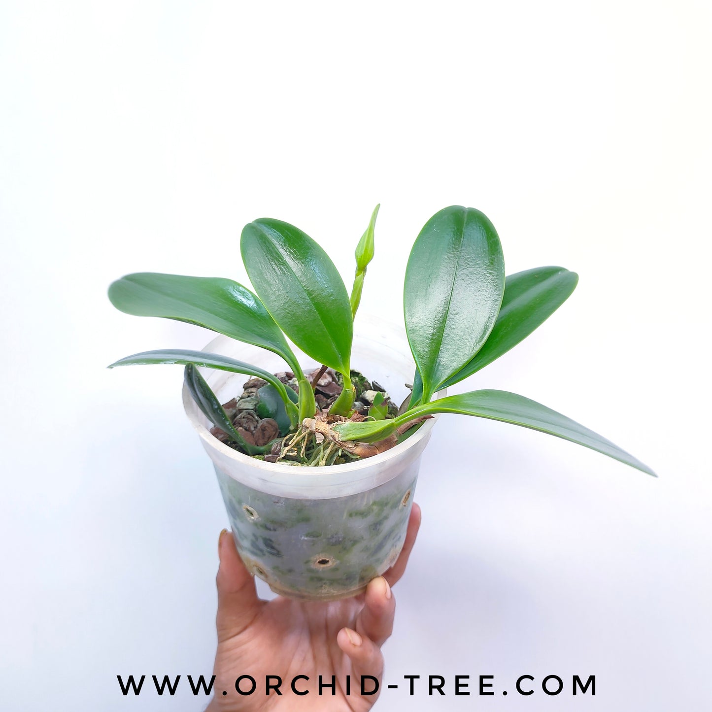 Bulbophyllum arfakianum Green - BS