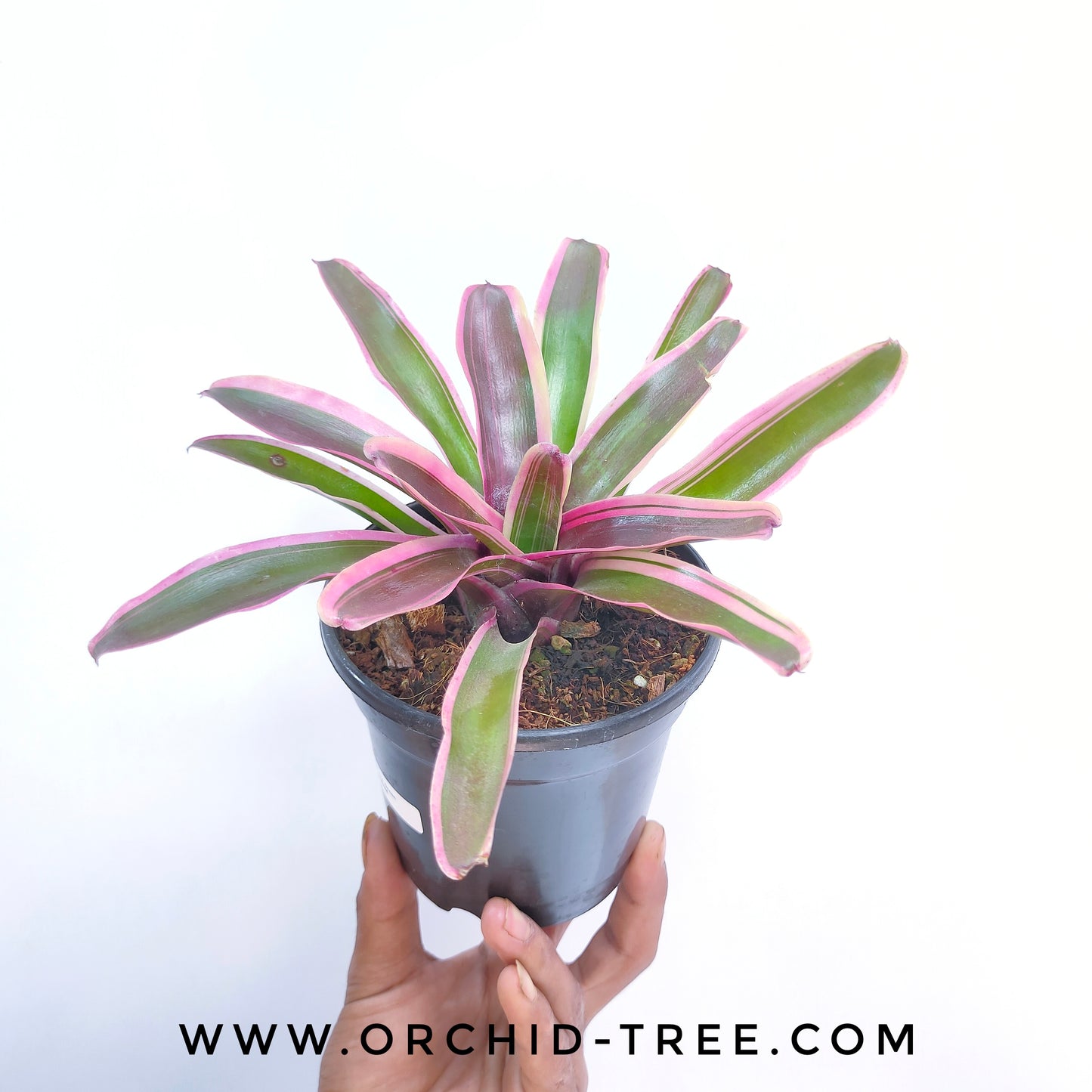 Bromeliad - Buy Orchids Plants Online by Orchid-Tree.com