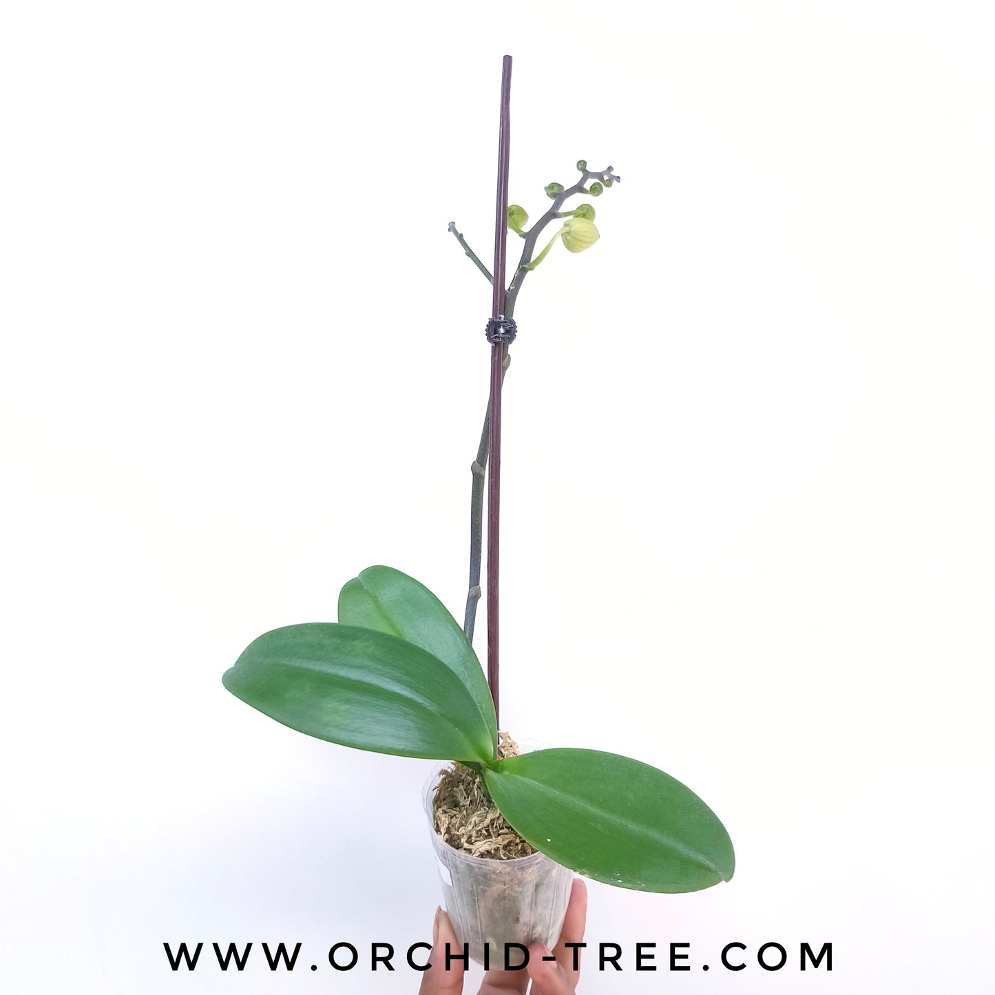 Phalaenopsis Top Class - FF