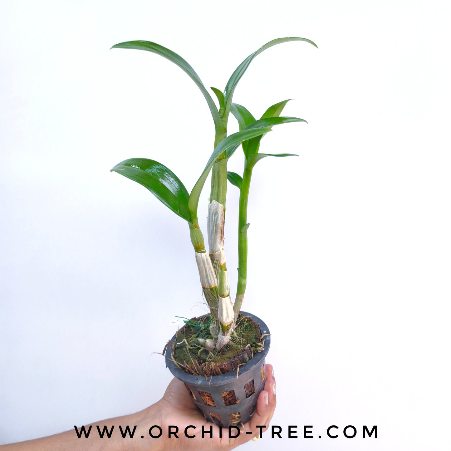 Dendrobium Big Jumbo White - BS