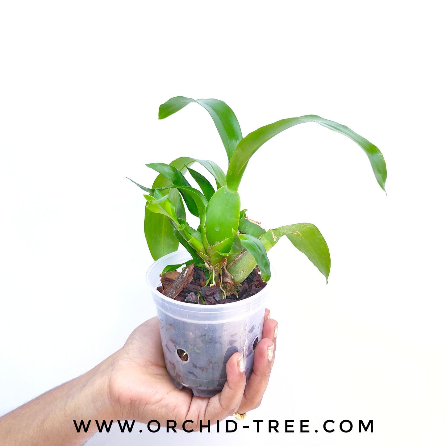 Oncidium Golden Shower - BS