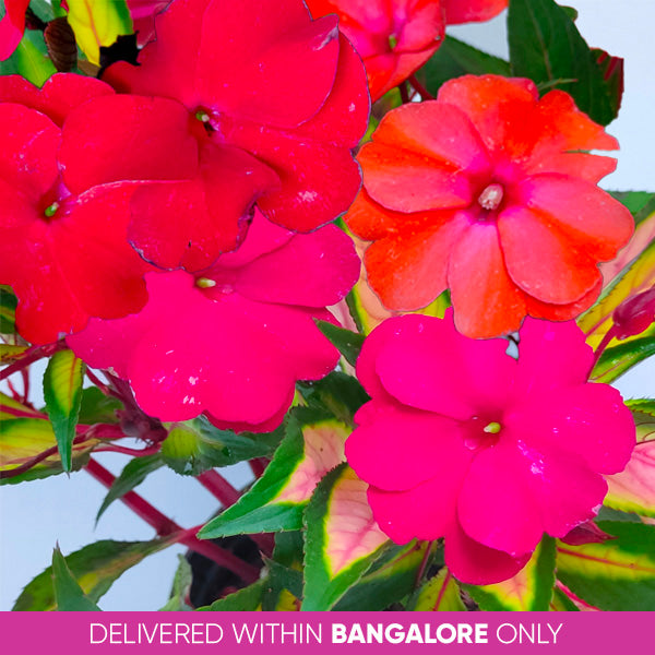 Impatiens | 3 Colours