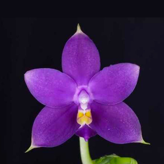 Phalaenopsis violacea var. indigo X sib Orchid Plant - BS