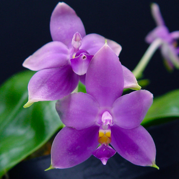 Phalaenopsis violacea var. indigo X sib Orchid Plant - BS