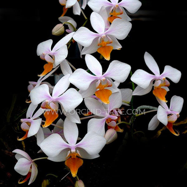 Phalaenopsis X intermedia var. Yellow Lip × sib - Without Flowers | BS - Buy Orchids Plants Online by Orchid-Tree.com