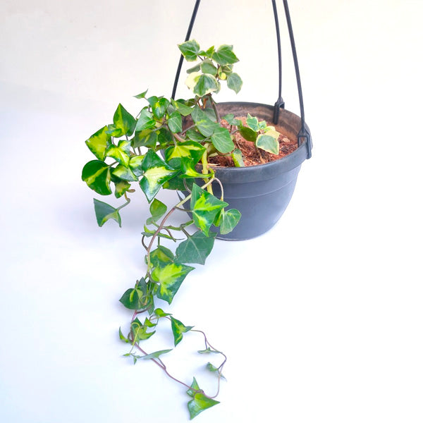 English Ivy