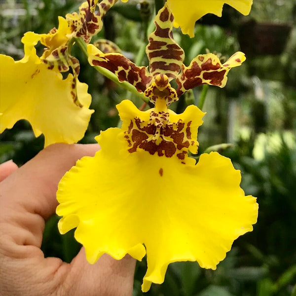 Oncidium Jiuhbao Gold - Without Flowers | BS - Buy Orchids Plants Online by Orchid-Tree.com