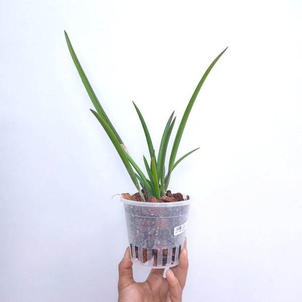 Cattleya (Br.) David Sander - Without Flowers | BS