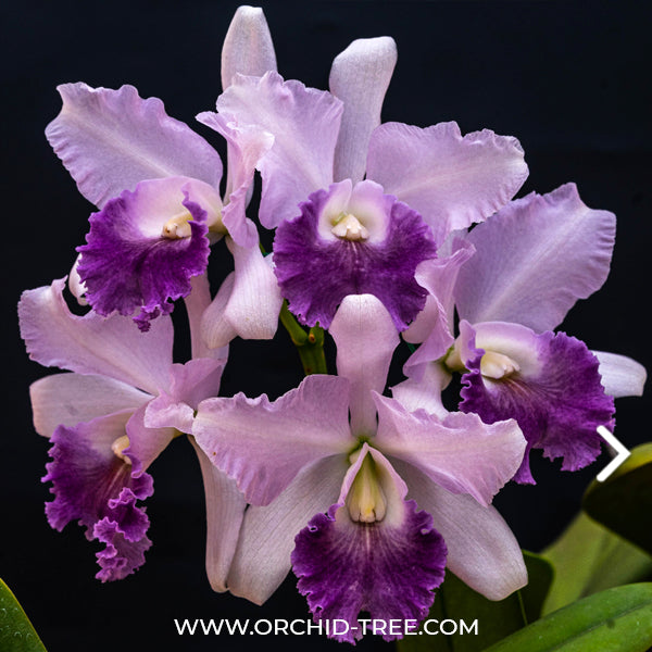 Cattleya Jairak Breeze Orchid Plant - BS