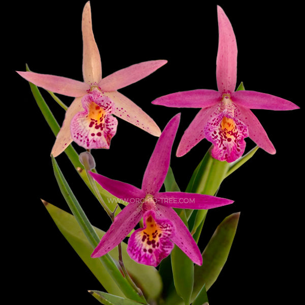 Cattleya Brassocatanthe Jairak Finch - BS