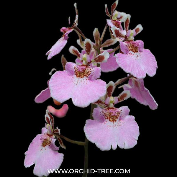 Tolumnia Jairak Firm Sweet Pink - BS