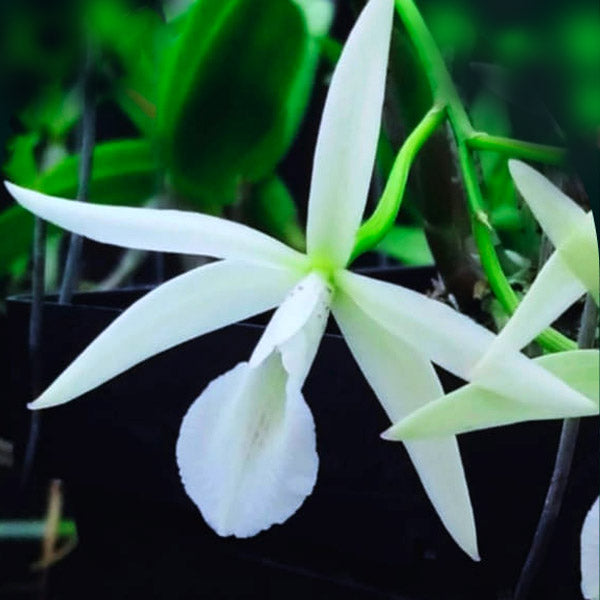 Cattleya (Bc.) Jairak Snow - BS
