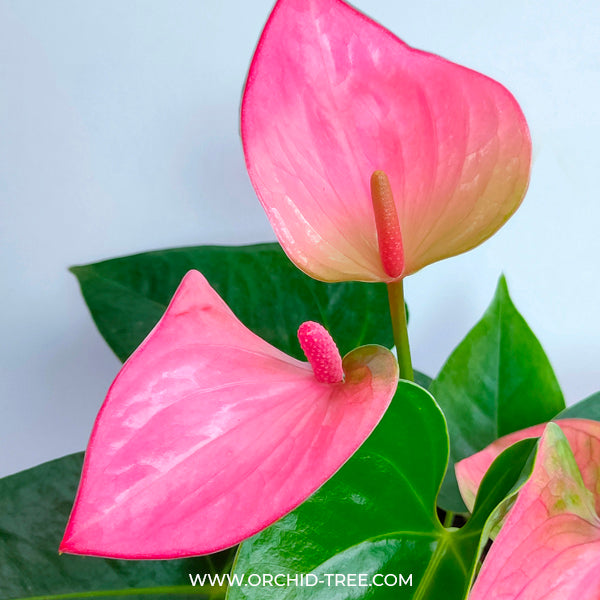 anthurium jolly Buy Anthurium Pink Orchids With flowers | Buy Orchid