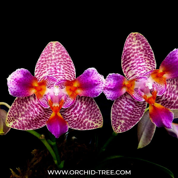 Phalaenopsis Joy Fairy Tale - BS