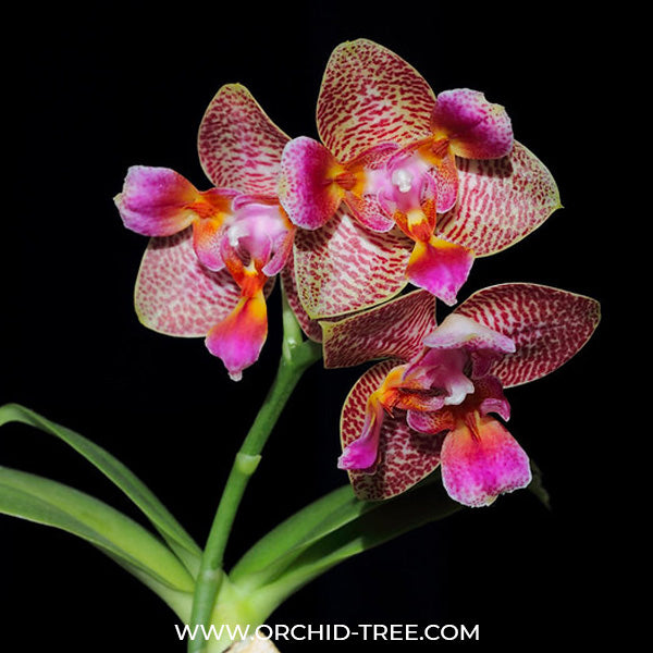 Phalaenopsis Joy Fairy Tale - BS