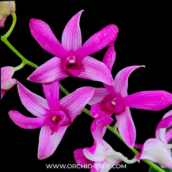 Dendrobium Judy Ruth - BS