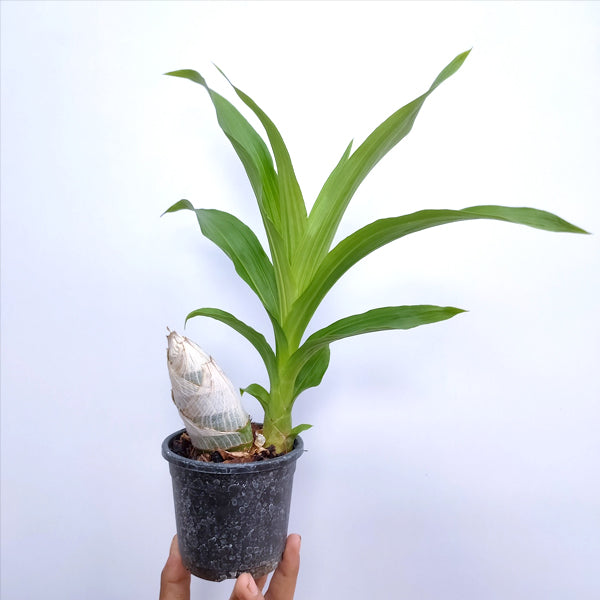 Cycnodes Jumbo Puff - BS - Buy Orchids Plants Online by Orchid-Tree.com