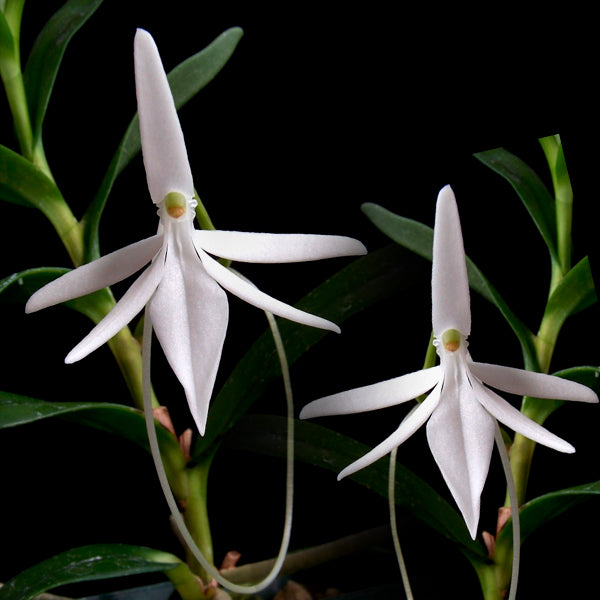 Jumellea comorensis sp. - BS