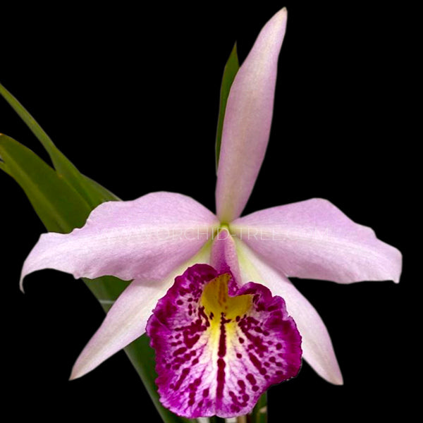 Cattleya Taiwan Big lip 'FANGtastic' - Without Flowers | BS - Buy Orchids Plants Online by Orchid-Tree.com