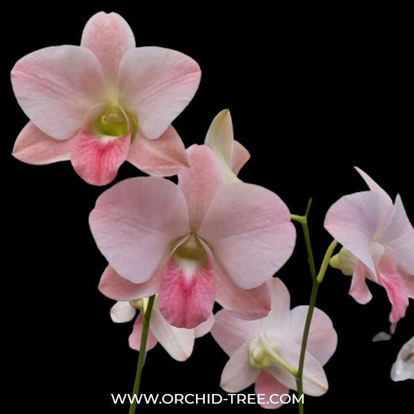 Dendrobium KO Peach #28 - BS