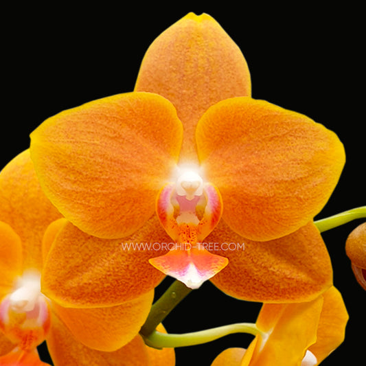 Phalaenopsis KS Pride Golden Diamond - BS