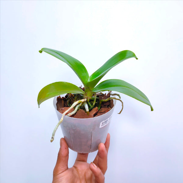 Phalaenopsis KS Pride Golden Diamond - BS