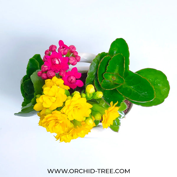 Ceramic Basket Kalanchoe Arrangement