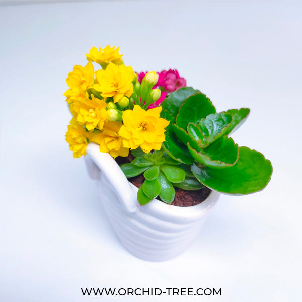 Ceramic Basket Kalanchoe Arrangement