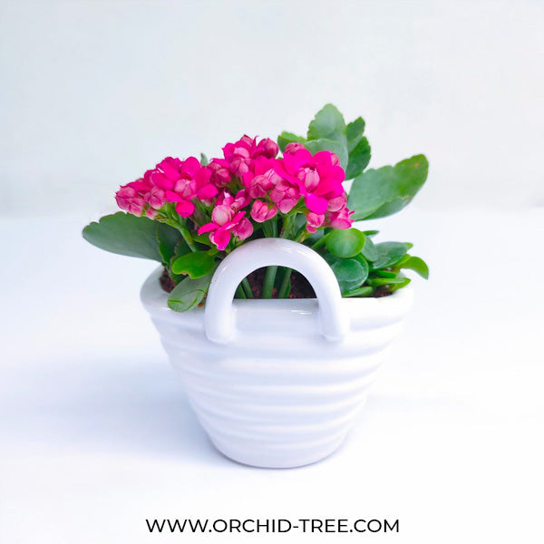 Ceramic Basket Kalanchoe Arrangement