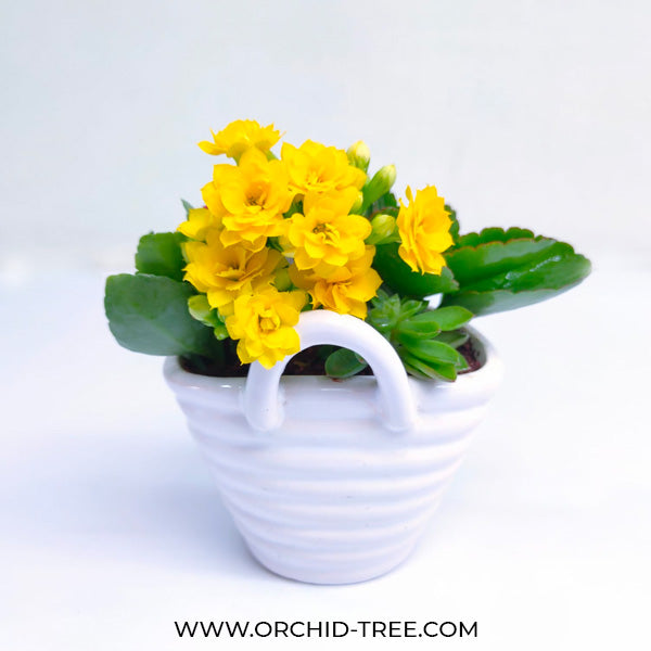 Ceramic Basket Kalanchoe Arrangement