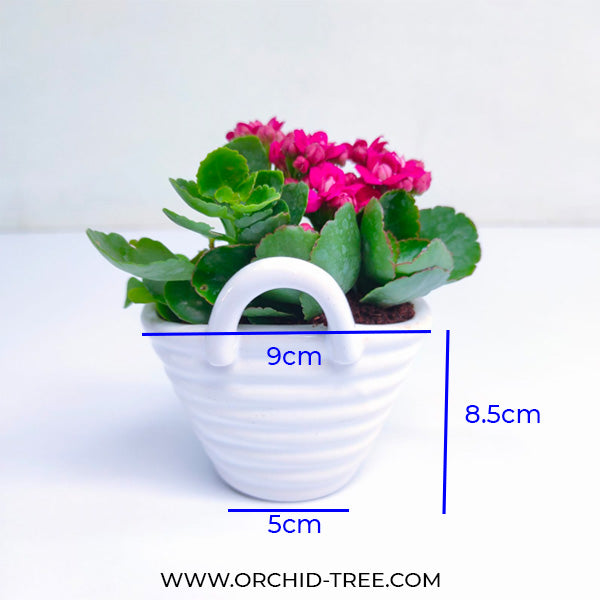 Ceramic Basket Kalanchoe Arrangement