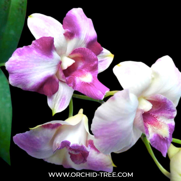 Dendrobium King Red Star- BS