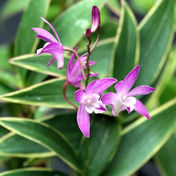 Dendrobium kingianum variegated sp. - Without Flowers | SS