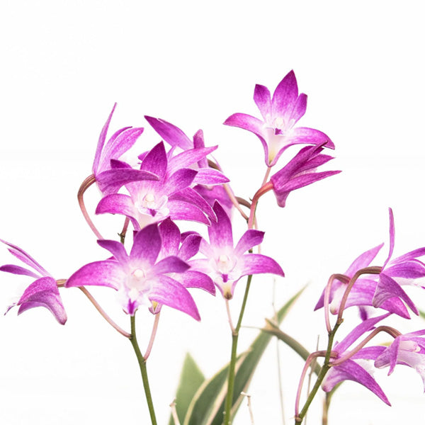 Dendrobium kingianum variegated sp. - Without Flowers | SS