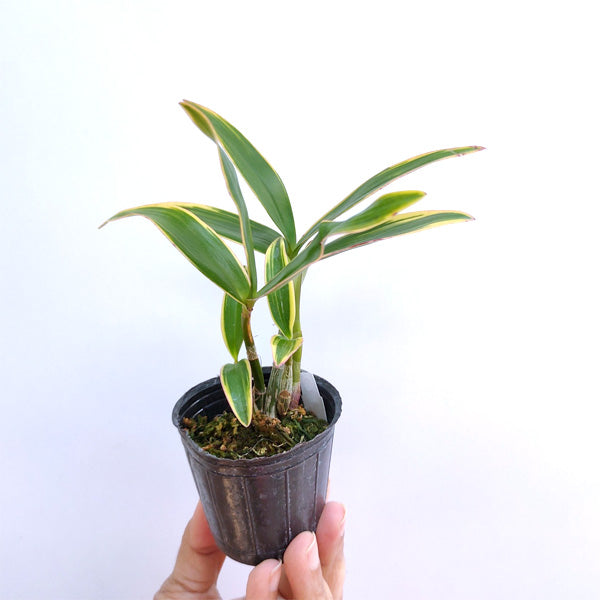 Dendrobium kingianum variegated sp. - Without Flowers | SS