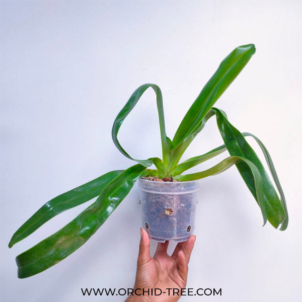 Paphiopedilum Michael Koopowitz x sib - BS