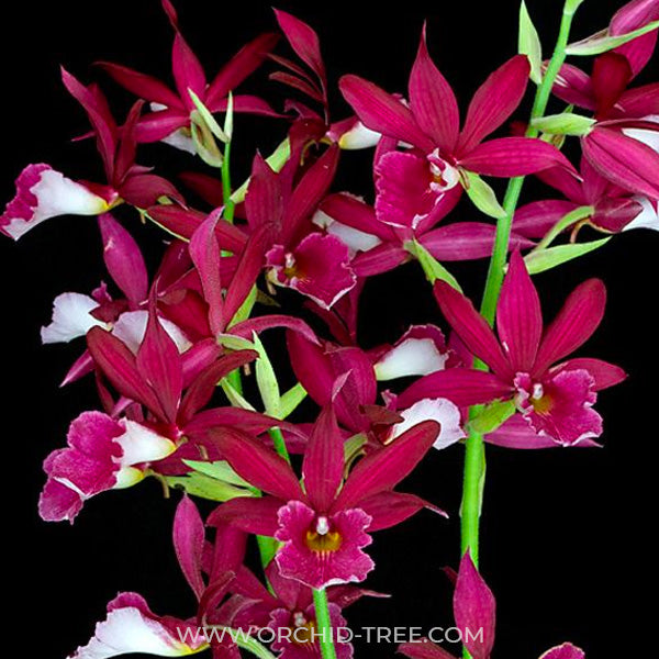 Phaiocalanthe Kryptonite - BS - Buy Orchids Plants Online by Orchid-Tree.com