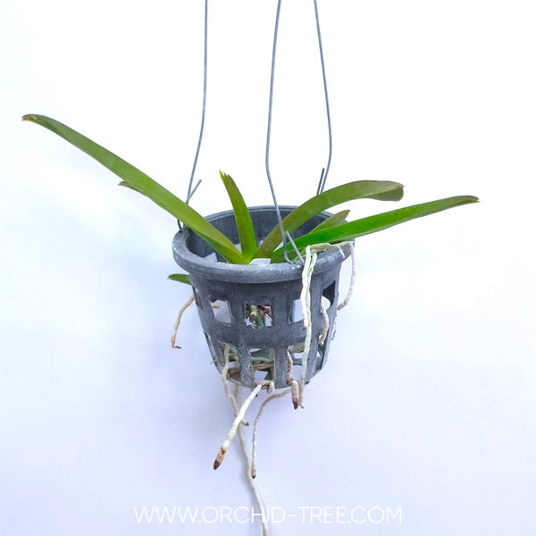 Vanda Kulwadee Fragrance - Without Flowers | SS