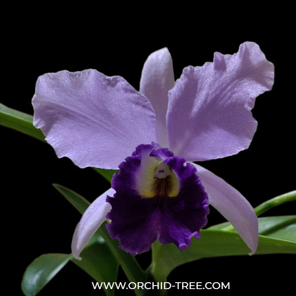 Cattlianthe Sierra Skies 'Leone'- BS