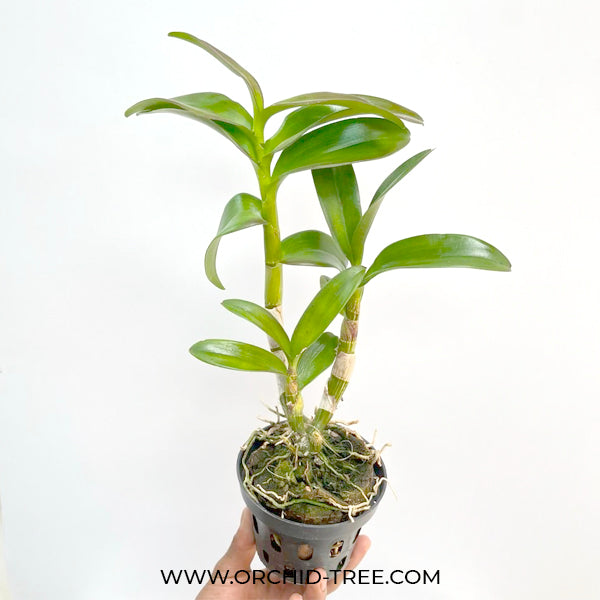 Dendrobium Lasian Brown Orange lip - BS