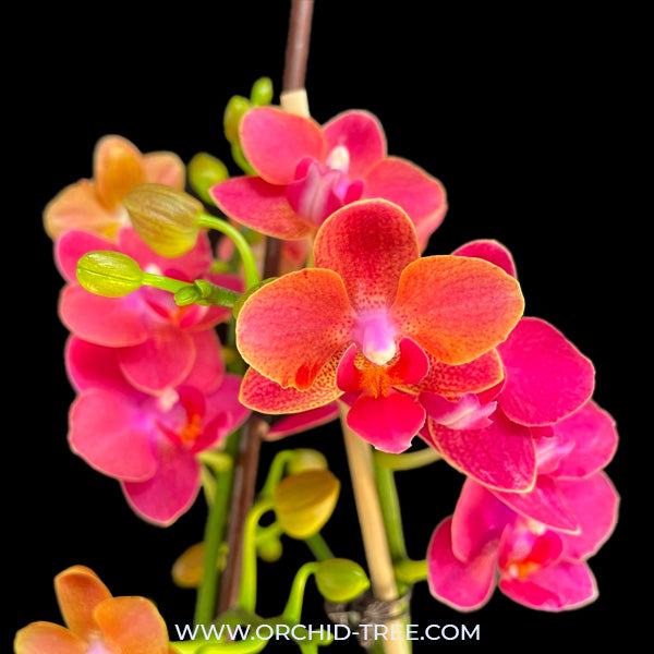 Phalaenopsis Lianher Happy Star - FF
