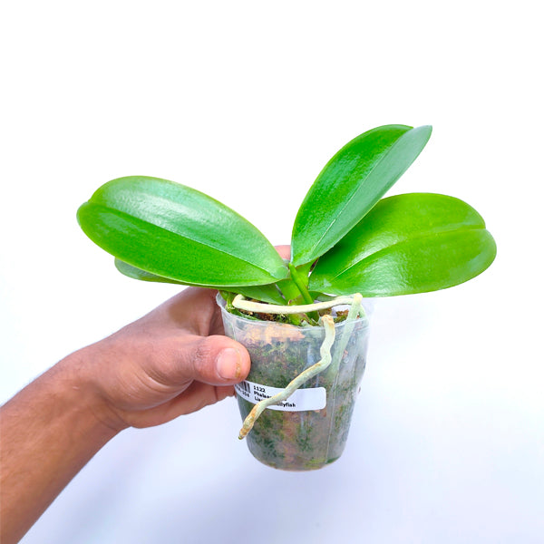 Phalaenopsis Lianher Jellyfish - FF