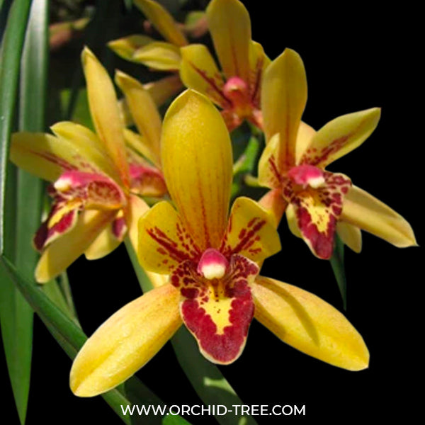 Cymbidium Lilliput Gemini - BS