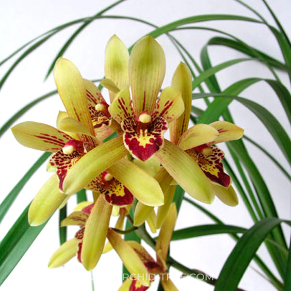 Cymbidium Lilliput Gemini - BS