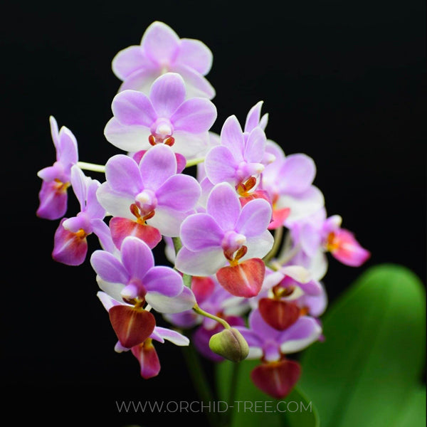 Phalaenopsis Liu's Triprince 'MK' - BS