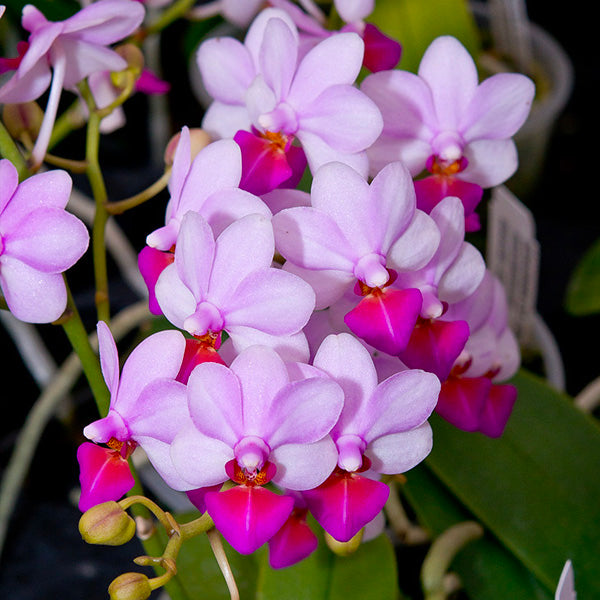 Phalaenopsis Liu's Berry 'Trinity' - BS