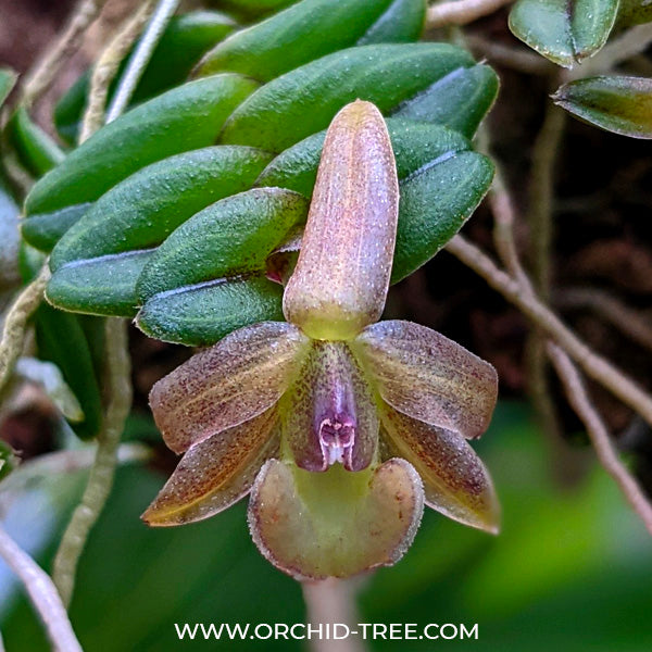 Epidendrum longirepens sp. - BS