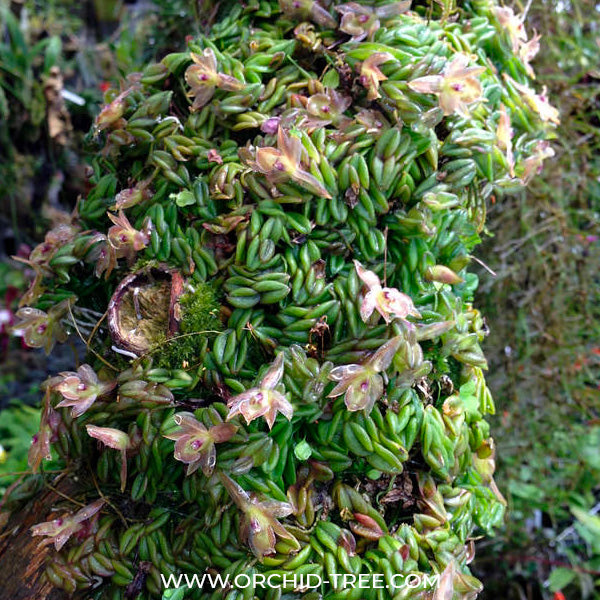 Epidendrum longirepens sp. - BS